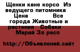 Щенки кане корсо! Из ведущего питомника! › Цена ­ 60 000 - Все города Животные и растения » Собаки   . Марий Эл респ.